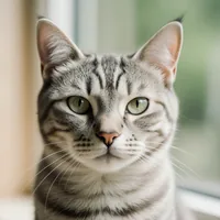 Suki, le chat de Léa