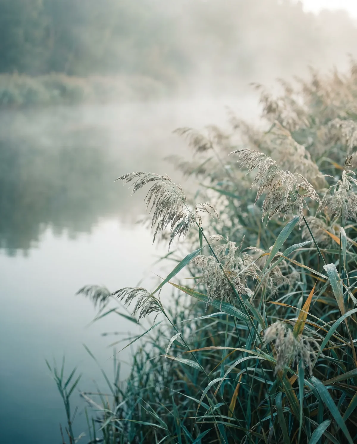 Roseaux au bord d'une eau calme dans la brume du matin